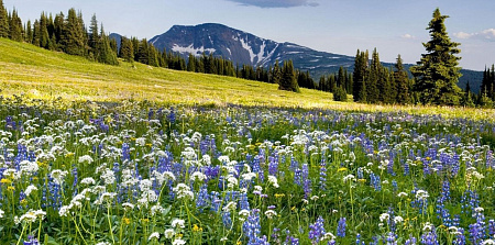 Охрана атмосферного воздуха: методы и средства контроля промышленных выбросов в атмосферу.